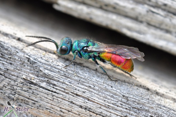 Feuer-Goldwespe (Chrysis ignita)